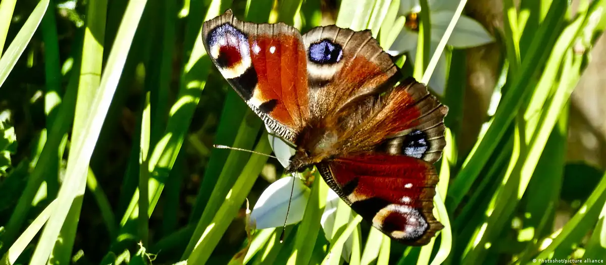 En este momento estás viendo El secreto visual de las mariposas para escapar de sus depredadores