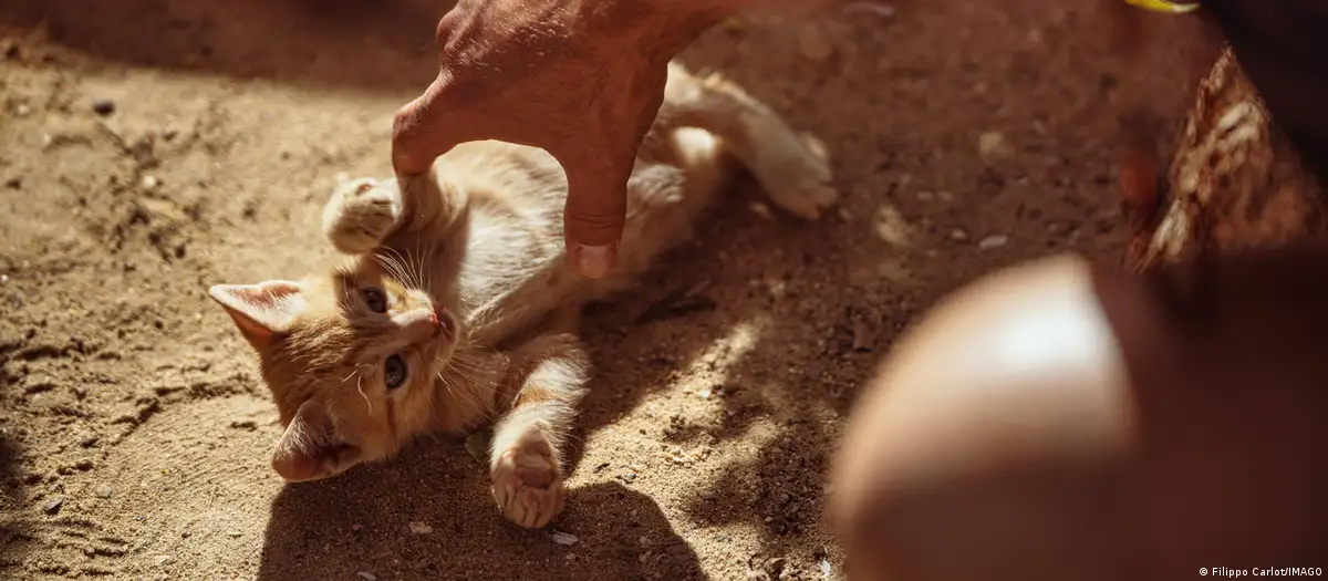 En este momento estás viendo La inesperada relación entre los gatos y la felicidad de algunos países