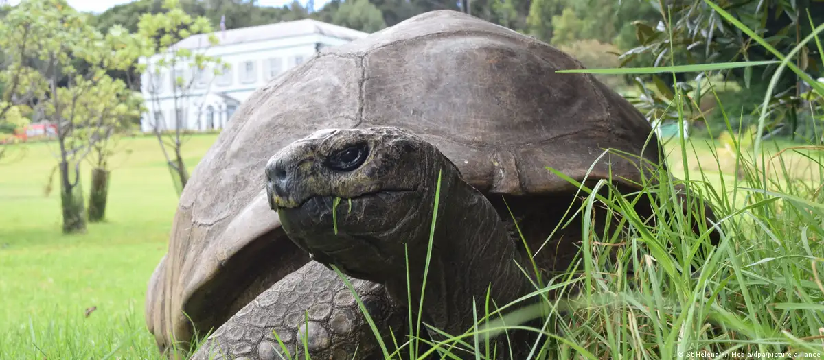 En este momento estás viendo Jonathan, la tortuga de 194 años que puede ayudar a entender los secretos de la longevidad
