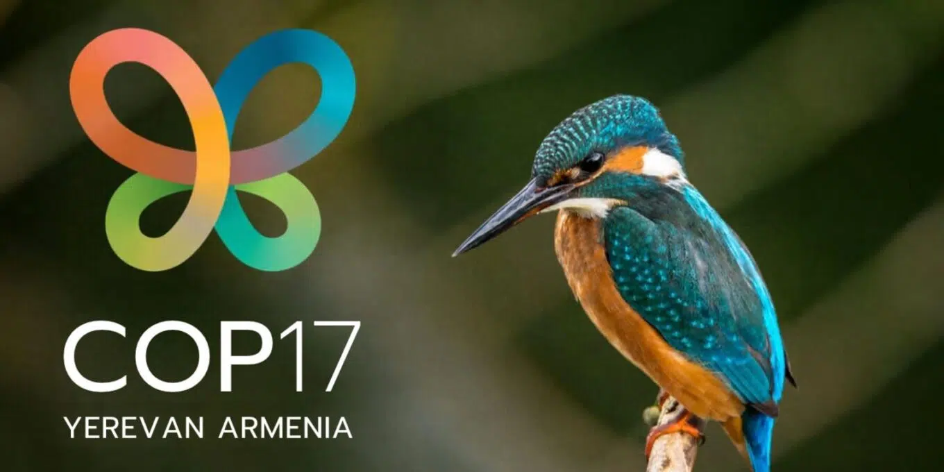 En este momento estás viendo La COP17 de biodiversidad busca convertir las promesas globales en acciones para salvar la naturaleza