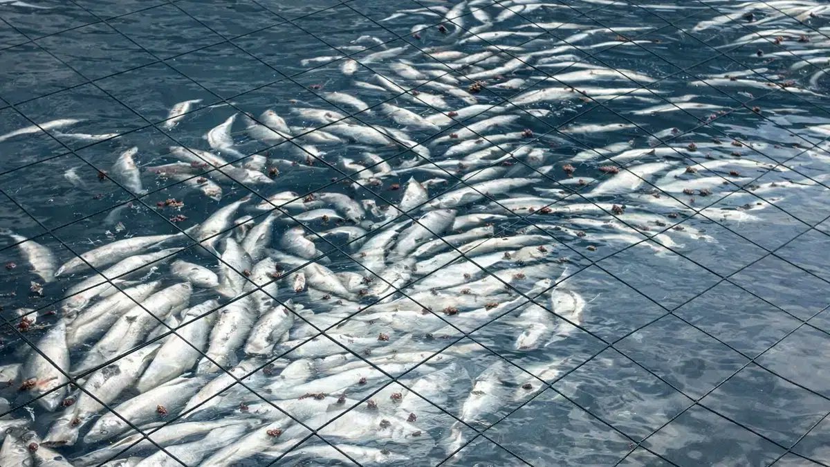La muerte de casi 918 toneladas de salmones en Chile enciende las alarmas ambientales en la Patagonia