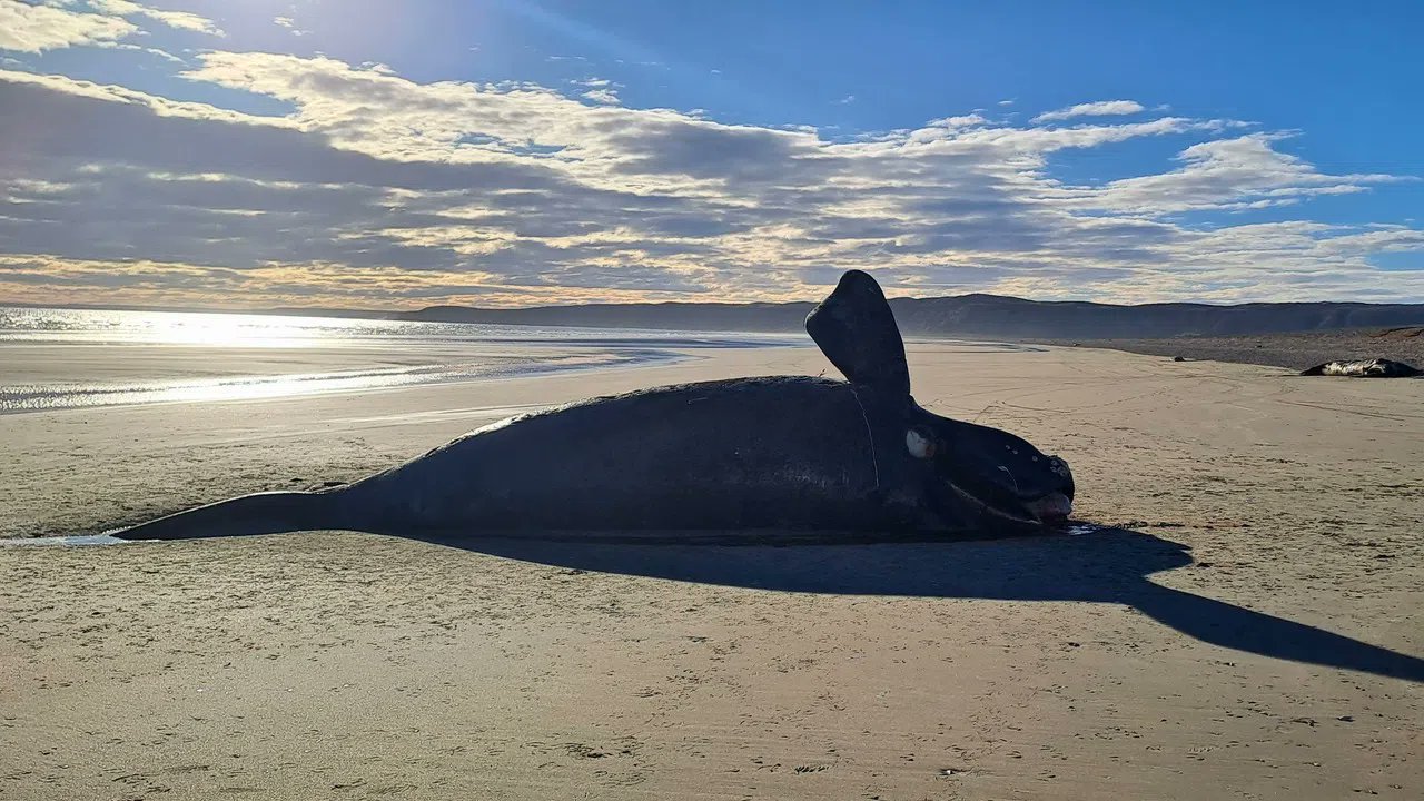 En este momento estás viendo La muerte de ballenas en Península Valdés preocupa a los científicos y reabre el debate sobre la salud del mar