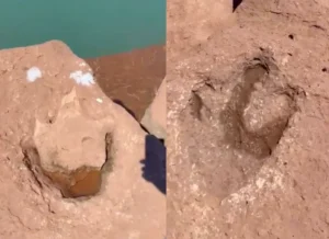 Lee más sobre el artículo Una jornada de pesca terminó con un hallazgo de dinosaurios de hace 100 millones de años en Villa El Chocón