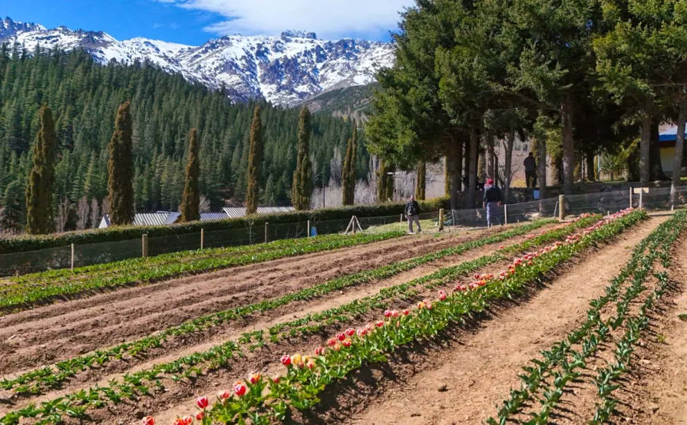En este momento estás viendo Huinganco florece con tulipanes y apuesta a diversificar su producción