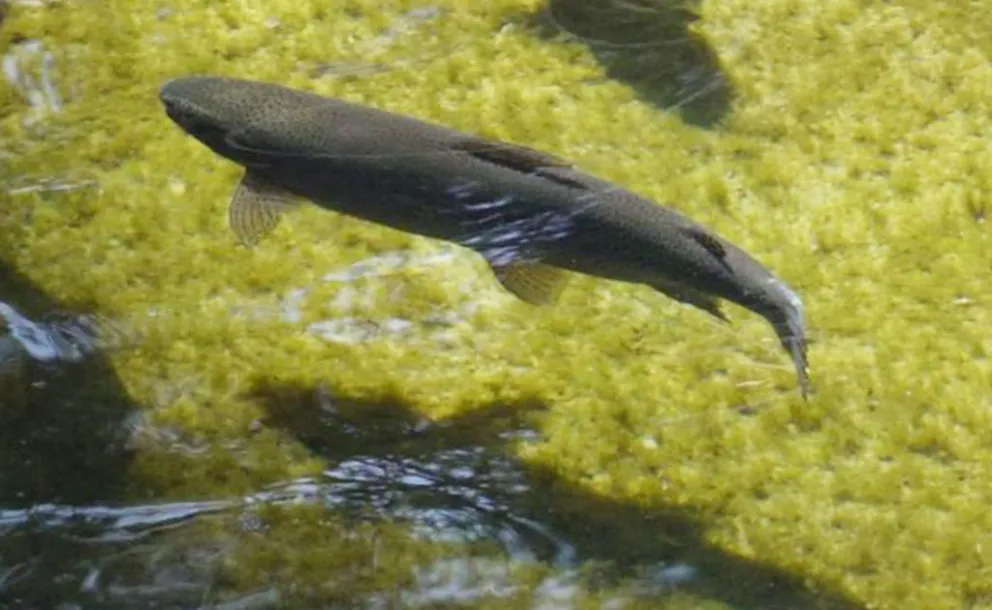 Piscicultura de Plottier: 85 años junto al Limay, entre peces, memoria y naturaleza