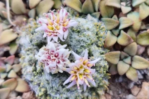Lee más sobre el artículo Una nueva especie vegetal revela otro secreto de las montañas del norte neuquino