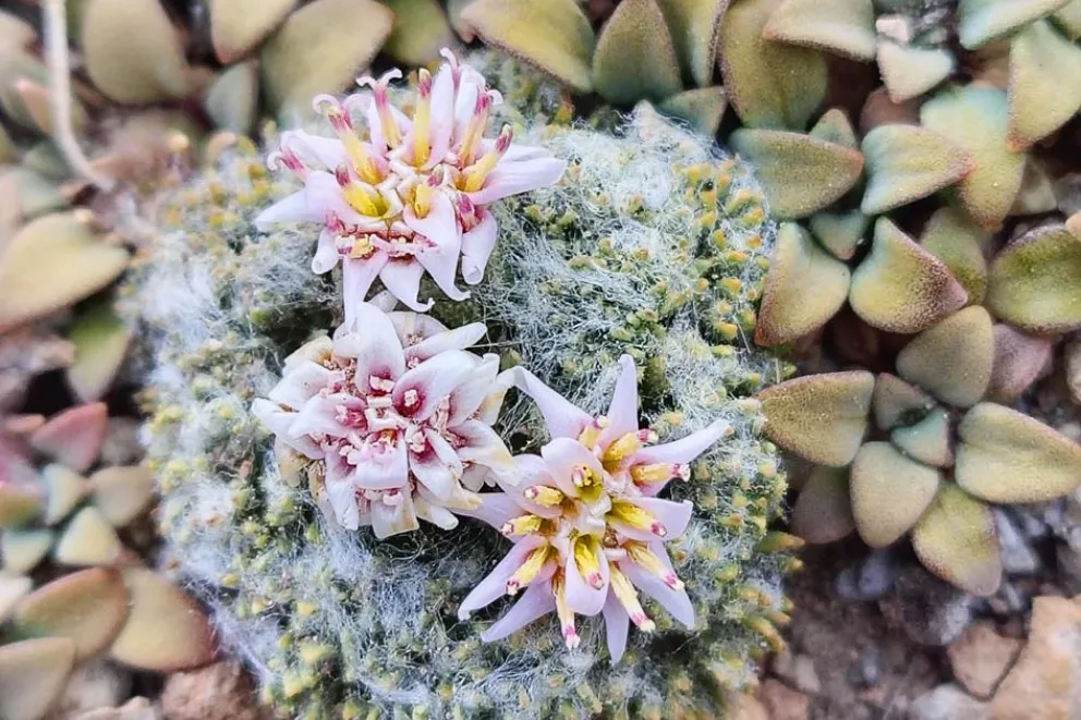En este momento estás viendo Una nueva especie vegetal revela otro secreto de las montañas del norte neuquino