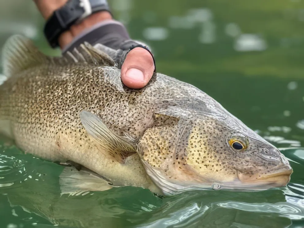 En este momento estás viendo La perca, una especie que guarda parte de la identidad de los ambientes acuáticos neuquinos