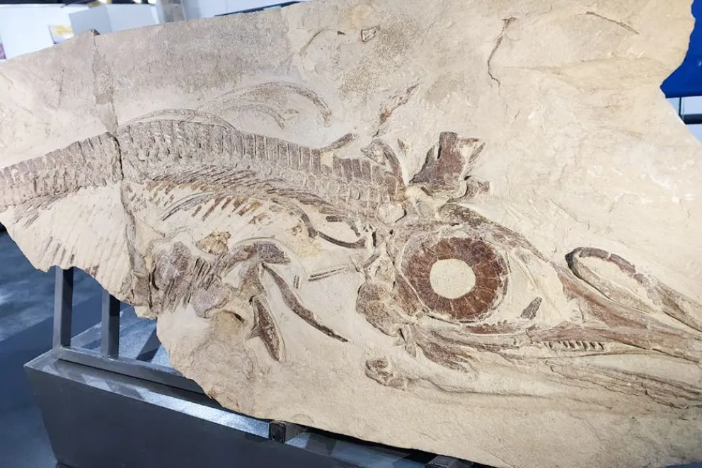 Un reptil marino de 150 millones de años revela el pasado oceánico de Neuquén