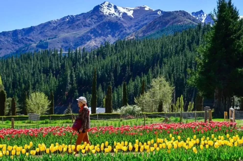 De Asia Central al norte neuquino: Huinganco convierte los tulipanes en una apuesta productiva y turística