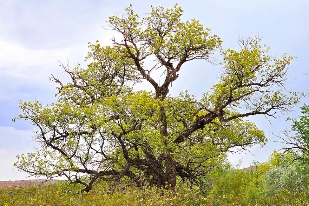 El sauce criollo, un árbol que guarda la historia natural y cultural de la Norpatagonia