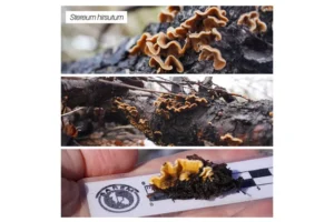 Lee más sobre el artículo Tres hongos para descubrir en los bosques de Copahue